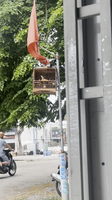 Chim cảnh trống khỏe mạnh đã huấn luyện. Mua bán Chim tại Thị xã Bến Cát Bình Dương được đăng bởi nguyễn  hình 1