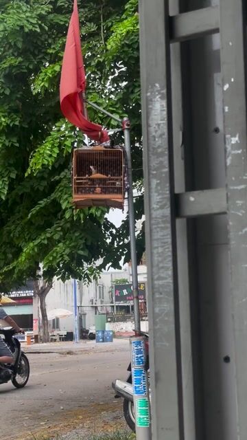 Chim cảnh trống khỏe mạnh đã huấn luyện. Mua bán Chim tại Thị xã Bến Cát Bình Dương được đăng bởi nguyễn  hình 1