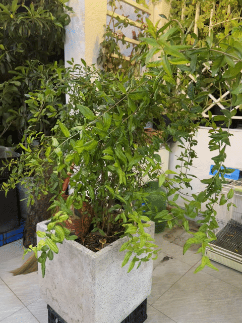 Cây lựu  Ấn. Mua bán Cây cảnh, đồ trang trí tại Quận 8 Tp Hồ Chí Minh được đăng bởi Nguyên hình 1