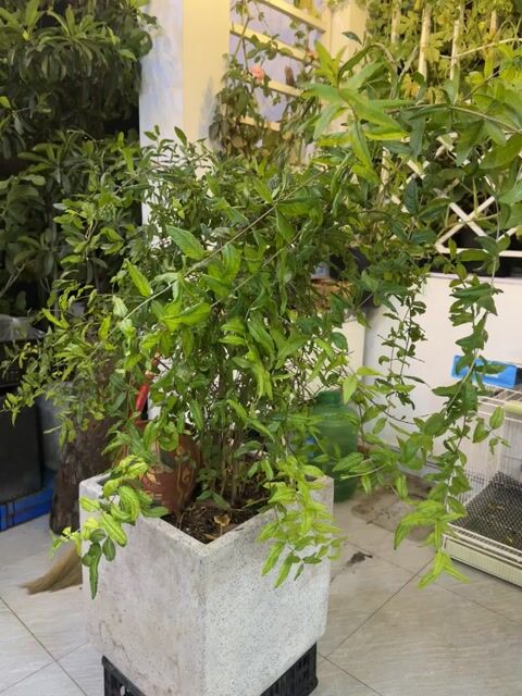 Cây lựu  Ấn. Mua bán Cây cảnh, đồ trang trí tại Quận 8 Tp Hồ Chí Minh được đăng bởi Nguyên hình 1