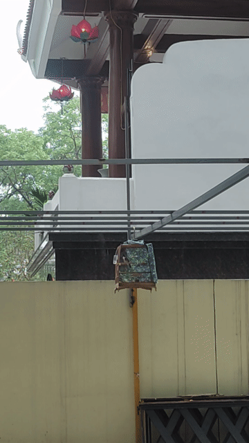 Chim chào mào Hòa Bình 2 năm. Mua bán Chim tại Quận Tây Hồ Hà Nội được đăng bởi Đ Hồ  hình 1