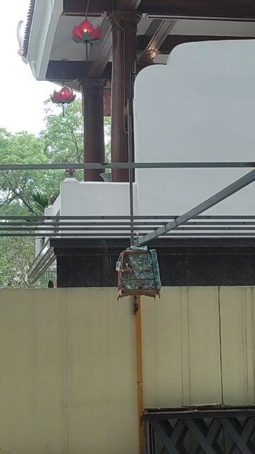 Chim chào mào Hòa Bình 2 năm. Mua bán Chim tại Quận Tây Hồ Hà Nội được đăng bởi Đ Hồ  hình 1