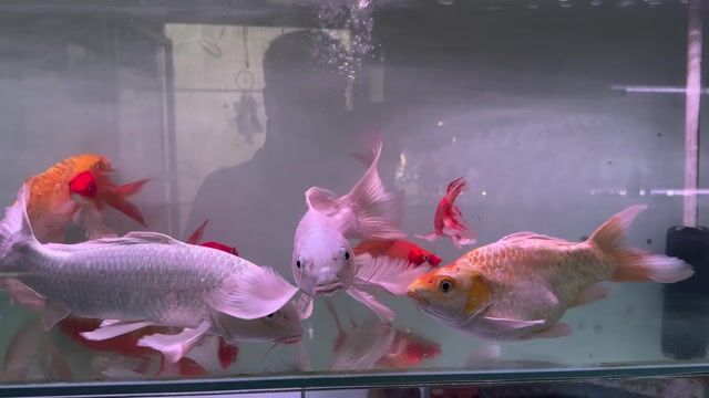 Cá chép trắng 35cm. Mua bán Thú cưng khác tại Quận 7 Tp Hồ Chí Minh được đăng bởi Phúc hình 1