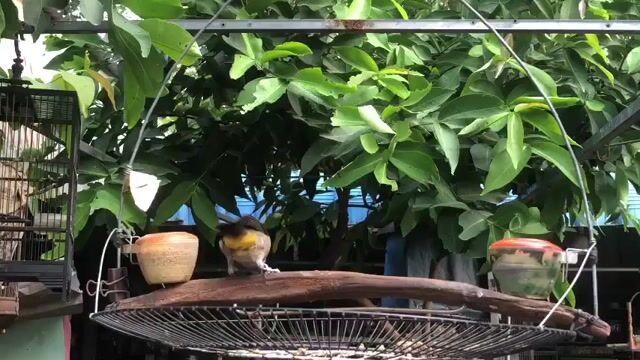 Chim chào mào hót hay. Mua bán Chim tại Huyện Bắc Tân Uyên Bình Dương được đăng bởi Huỳnh Quang hình 1