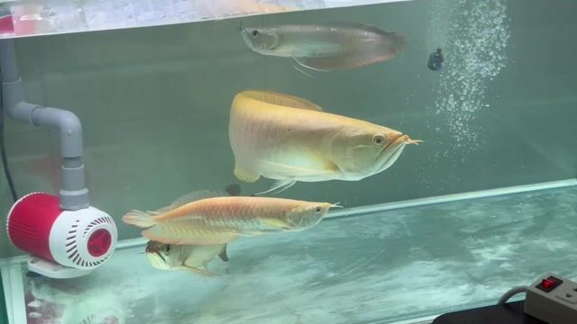 Cá Rồng Kim Long Úc 45cm. Mua bán Thú cưng khác tại Quận 8 Tp Hồ Chí Minh được đăng bởi anhquaysaigon hình 1