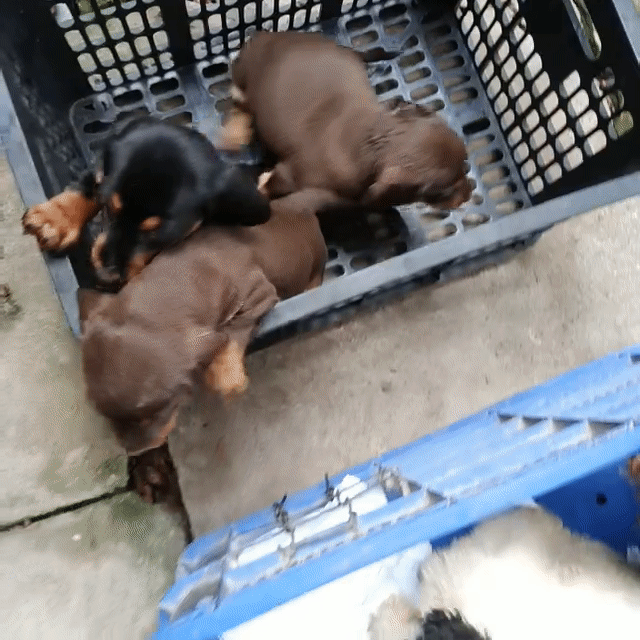 Có bán nhiều cún con - TG/. Mua bán Chó tại Thành phố Mỹ Tho Tiền Giang được đăng bởi Kim Sơn Thạch hình 1