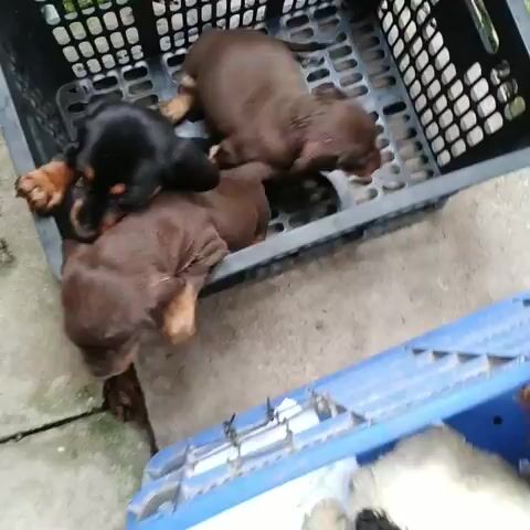 Có bán nhiều cún con - TG/. Mua bán Chó tại Thành phố Mỹ Tho Tiền Giang được đăng bởi Kim Sơn Thạch hình 1