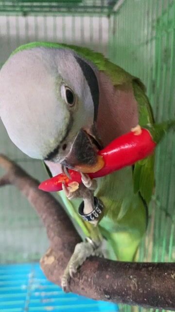 Chim Yến Phụng Việt Nam. Mua bán Chim tại Quận Ninh Kiều Cần Thơ được đăng bởi Chim Vẹt Trà Vinh hình 1