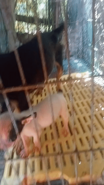 1tr.cả mẹ và con phốc mily. Mua bán Chó tại Huyện Thường Tín Hà Nội được đăng bởi Thanhdat Nguyen hình 1