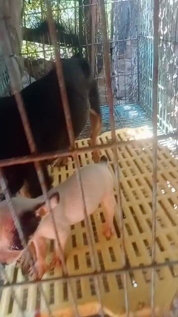 1tr.cả mẹ và con phốc mily. Mua bán Chó tại Huyện Thường Tín Hà Nội được đăng bởi Thanhdat Nguyen hình 1