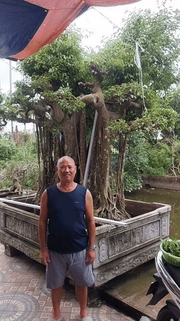 Cây xanh quê chưa cắt tỉa. Mua bán Cây cảnh, đồ trang trí tại Huyện Trực Ninh Nam Định được đăng bởi A Phong hình 1
