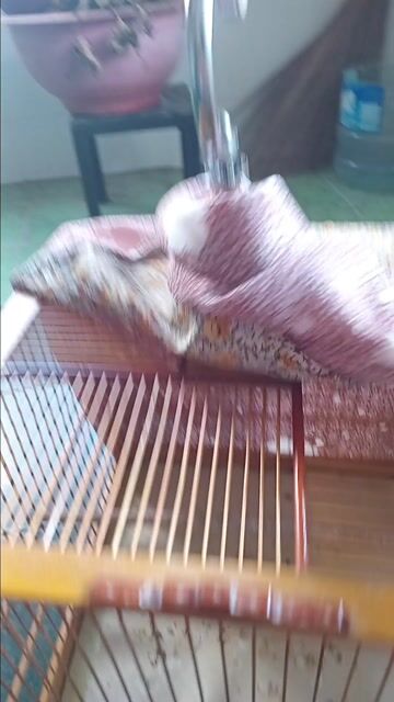 Lồng chim Chào mào gỗ đã sử dụng. Mua bán Phụ kiện, Thức ăn, Dịch vụ tại Quận Bình Thạnh Tp Hồ Chí Minh được đăng bởi Bon Chơi Cá Nguyen hình 1