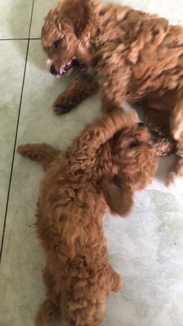 Chó Poodle đực nâu. Mua bán Chó tại Thành phố Thủ Dầu Một Bình Dương được đăng bởi cuc do hình 1