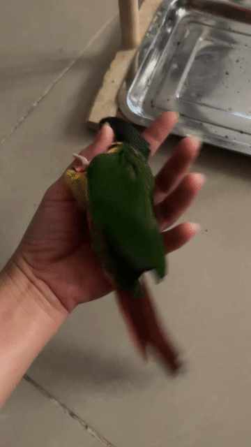 Vẹt Greencheek YLS Cái Đa sắc 6 tháng tuổi. Mua bán Chim tại Quận 7 Tp Hồ Chí Minh được đăng bởi Chim vẹt nha nuôi  hình 1