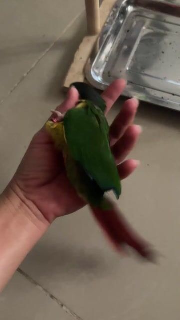 Vẹt Greencheek YLS Cái Đa sắc 6 tháng tuổi. Mua bán Chim tại Quận 7 Tp Hồ Chí Minh được đăng bởi Chim vẹt nha nuôi  hình 1