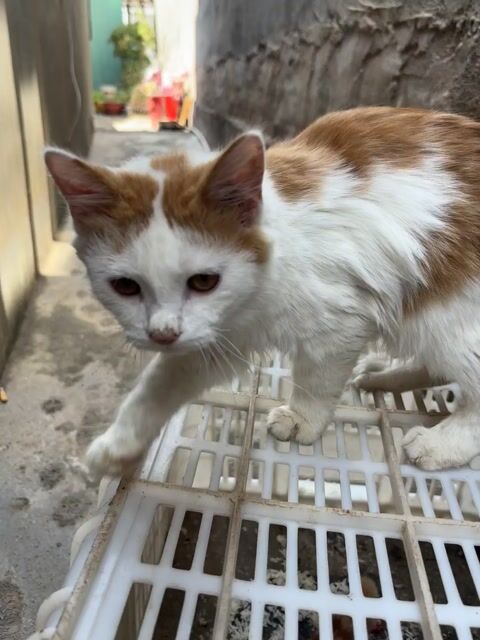 Mèo đực Trắng, Cam. Mua bán Mèo tại Huyện Xuân Lộc Đồng Nai được đăng bởi Hoàng Thị Thanh Trúc hình 1