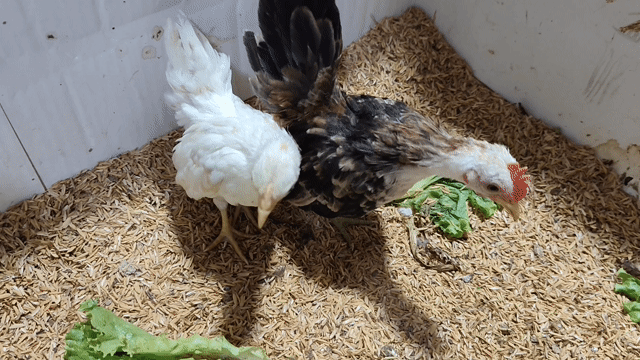 CẶP GÀ TRỐNG ĐIỀU Ô MÁI ĐIỀU. Mua bán Gà tại Quận 8 Tp Hồ Chí Minh được đăng bởi THUẬN PHÁT SERAMA hình 1