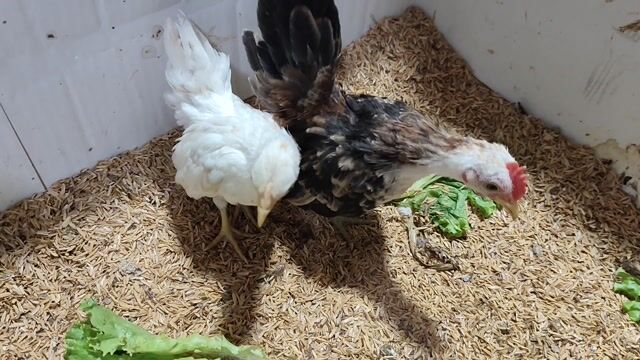 CẶP GÀ TRỐNG ĐIỀU Ô MÁI ĐIỀU. Mua bán Gà tại Quận 8 Tp Hồ Chí Minh được đăng bởi THUẬN PHÁT SERAMA hình 1