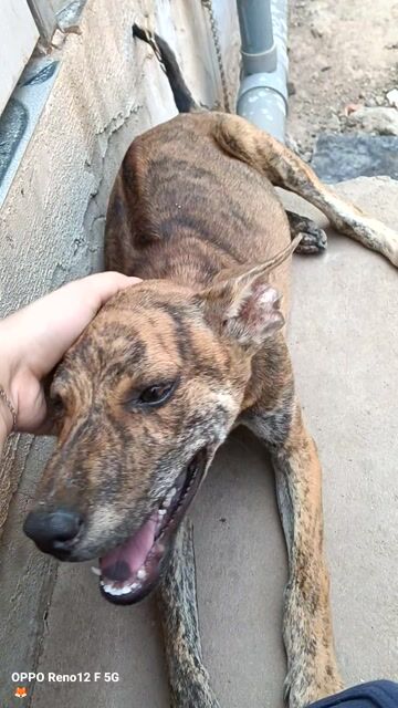 Chó Phú Quốc đực 4 tháng. Mua bán Chó tại Huyện Đất Đỏ Bà Rịa - Vũng Tàu được đăng bởi Dương Hy hình 1