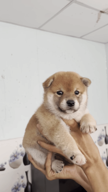 Shiba Inu Japan thuần chủng cao cấp. Mua bán Chó tại Thành phố Thuận An Bình Dương được đăng bởi Anh Túc Nguyễn hình 1