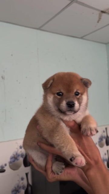Shiba Inu Japan thuần chủng cao cấp. Mua bán Chó tại Thành phố Thuận An Bình Dương được đăng bởi Anh Túc Nguyễn hình 1