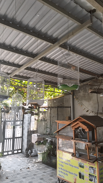 Chim Hút mật 5 màu Hót đấu. Mua bán Chim tại Quận 12 Tp Hồ Chí Minh được đăng bởi Tuấn Đoan hình 1