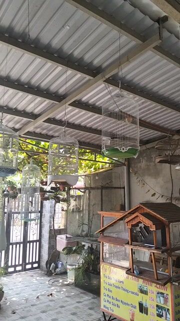 Chim Hút mật 5 màu Hót đấu. Mua bán Chim tại Quận 12 Tp Hồ Chí Minh được đăng bởi Tuấn Đoan hình 1