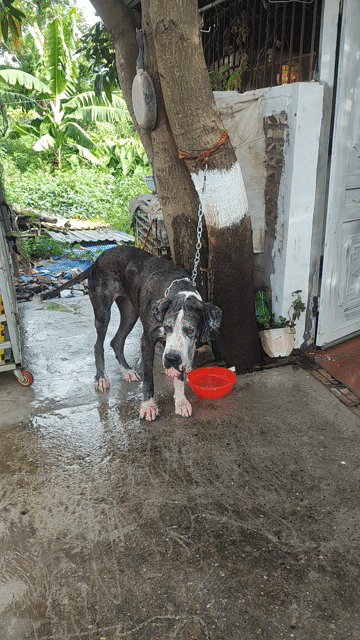 Chó Great Dane cái. Mua bán Chó tại Huyện Thanh Trì Hà Nội được đăng bởi Duc  hình 1