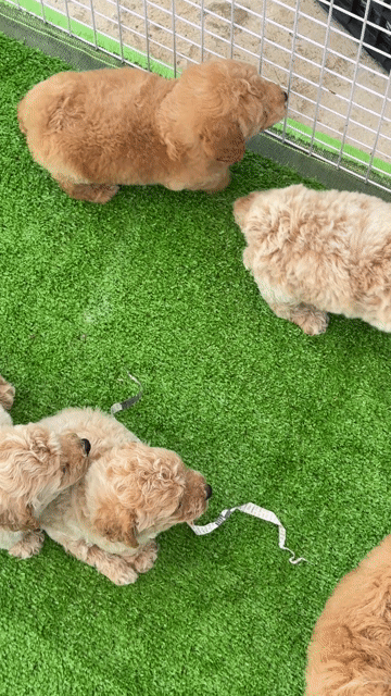 Chó Poodle Nâu đỏ 2 tháng đã tiêm. Mua bán Chó tại Huyện Bình Chánh Tp Hồ Chí Minh được đăng bởi Ken péthop hình 1