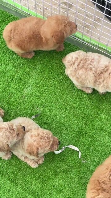 Chó Poodle Nâu đỏ 2 tháng đã tiêm. Mua bán Chó tại Huyện Bình Chánh Tp Hồ Chí Minh được đăng bởi Ken péthop hình 1