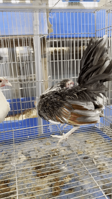 Gà tre trống mái 6 tháng. Mua bán Gà tại Quận 4 Tp Hồ Chí Minh được đăng bởi Chú Dũng hình 1