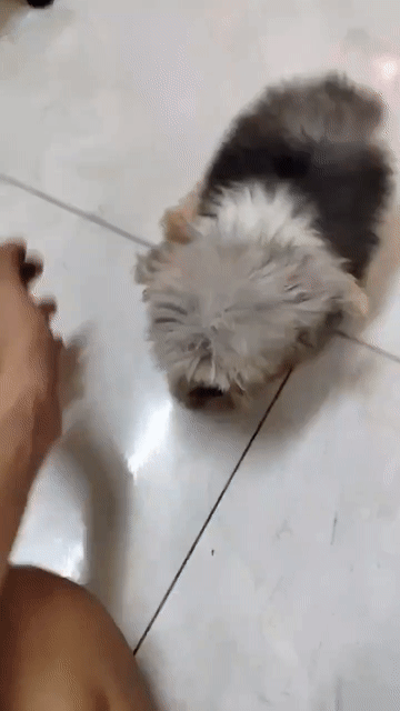Chó Poodle Teacup cái. Mua bán Chó tại Quận Bình Tân Tp Hồ Chí Minh được đăng bởi Kim Quyên hình 1