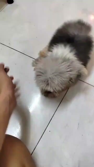 Chó Poodle Teacup cái. Mua bán Chó tại Quận Bình Tân Tp Hồ Chí Minh được đăng bởi Kim Quyên hình 1