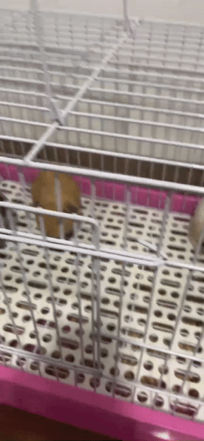 Chuột lang bọ ú Trắng Nâu. Mua bán Thú cưng khác tại Huyện Phúc Thọ Hà Nội được đăng bởi Việt Trần hình 1