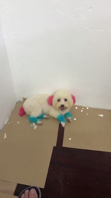 Chó Poodle cái 7 tháng tuổi. Mua bán Chó tại Quận Long Biên Hà Nội được đăng bởi Hải Nguyễn hình 1