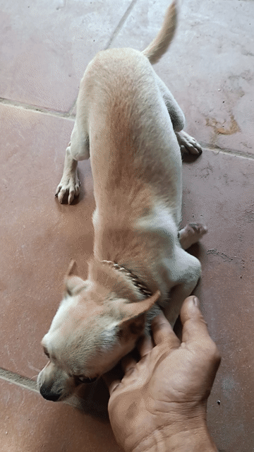 Chihuahua. Mua bán Chó tại Huyện Thanh Oai Hà Nội được đăng bởi quang tuấn 123 hình 1