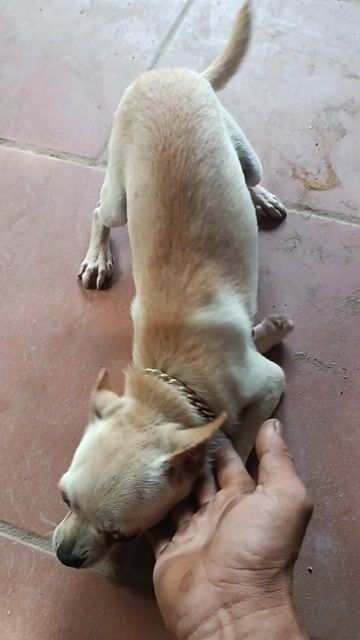 Chihuahua. Mua bán Chó tại Huyện Thanh Oai Hà Nội được đăng bởi quang tuấn 123 hình 1