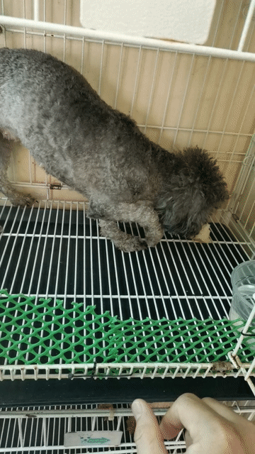Chó Poodle Cái xám 1,5 tuổi. Mua bán Chó tại Thành phố Thủ Đức Tp Hồ Chí Minh được đăng bởi Poodle vũ  hình 1