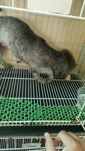 Chó Poodle Cái xám 1,5 tuổi. Mua bán Chó tại Thành phố Thủ Đức Tp Hồ Chí Minh được đăng bởi Poodle vũ  hình 1