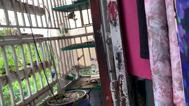 CẶP GC BLUE SS TÌM NHÀ MỚI.. Mua bán Chim tại Quận Bình Thạnh Tp Hồ Chí Minh được đăng bởi Quang hình 1