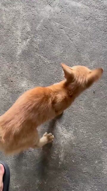 Mèo con giống Vàng cam cái. Mua bán Mèo tại Quận Ngũ Hành Sơn Đà Nẵng được đăng bởi Hoàng Thanh Đức hình 1