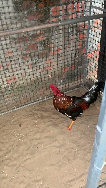 Gà trống 3.1kg Đen Đực. Mua bán Gà tại Huyện Càng Long Trà Vinh được đăng bởi Di hình 1