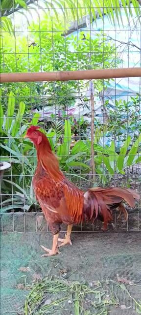 Gà khét 3.6kg. Mua bán Gà tại Huyện Ba Tri Bến Tre được đăng bởi tâm hình 1