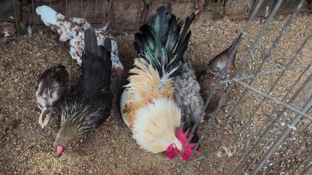 Gà kiểng thả sân vườn. Mua bán Gà tại Thị xã Phước Long Bình Phước được đăng bởi hb hình 1