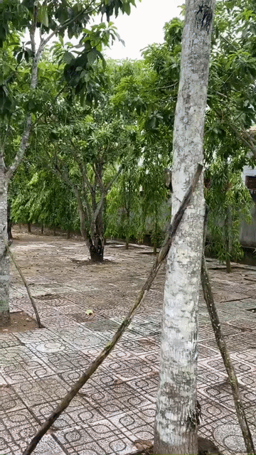 Mua bán Đất Huyện Thủ Thừa Long An diện tích 3000 m² giá 9,8 tỷ
