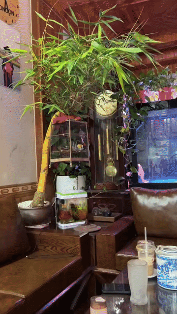 cay trúc bon sai. Mua bán Cây cảnh, đồ trang trí tại Huyện Thanh Trì Hà Nội được đăng bởi nguyễn chí sinh hình 1