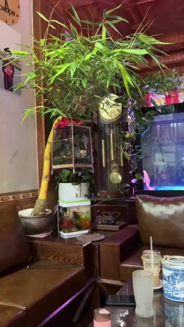 cay trúc bon sai. Mua bán Cây cảnh, đồ trang trí tại Huyện Thanh Trì Hà Nội được đăng bởi nguyễn chí sinh hình 1