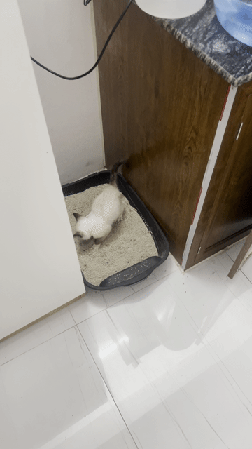 Mèo Xiêm hơn 2 tháng 1tr5. Mua bán Mèo tại Huyện Thanh Trì Hà Nội được đăng bởi Chiến hình 1