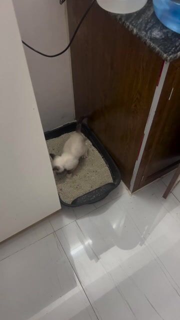 Mèo Xiêm hơn 2 tháng 1tr5. Mua bán Mèo tại Huyện Thanh Trì Hà Nội được đăng bởi Chiến hình 1