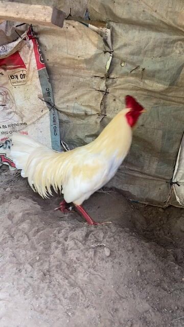 úa chân xanh 2k6. Mua bán Gà tại Huyện Cầu Kè Trà Vinh được đăng bởi Hai Hổ hình 1